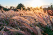 Grass flower at sunset.