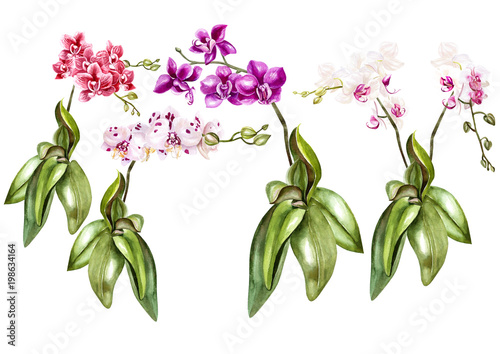 Beautiful watercolor set with orchids.