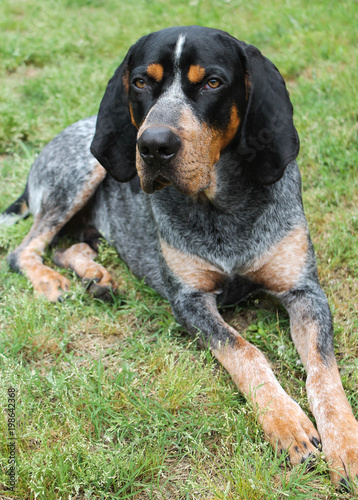 bluetick coonhound nederland