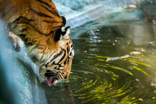 Bengal Tigers Are Drinking Water.