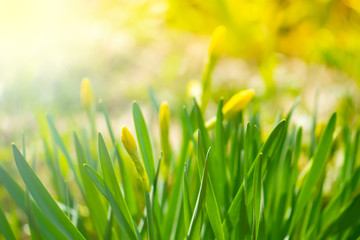 Wall Mural - the buds of daffodils in the sunlight. spring gentle background with fresh green leaves. selective f