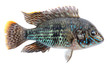 Aquarium fish cichlids, blue acara. Freshwater tropical isolated fish, akara blue