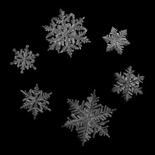 Six Snowflakes Isolated On Black Background. Macro Photo Of Real Snow Crystals: Large Stellar Dendrites With Complex, Ornate Shapes, Fine Hexagonal Symmetry, Long, Elegant Arms And Glossy Surface.