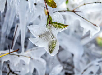 Wall Mural - Beautiful icy bushes in nature