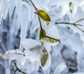 Wall Mural - Icing plants in nature