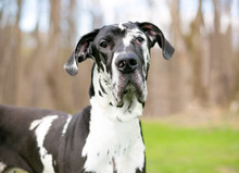 A Black And White Purebred Harlequin Great Dane Dog Outdoors