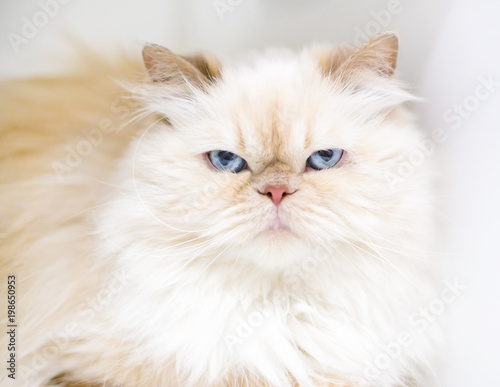A Flame Point Persian Cat With A Cranky Expression Stock Photo Adobe Stock
