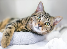 A Young Brown Tabby Domestic Shorthair Cat Relaxing On A Cat Bed