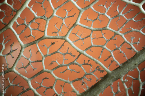 Veins From Plant Leaf Under Microscope 40x Stock Photo Adobe Stock