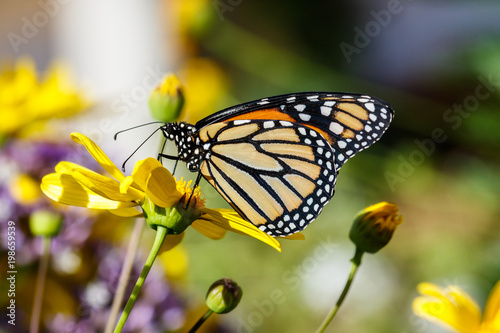 Fotografie, Obraz Monarch butterfly feeds on a bright yellow flower in Arizona's Sonoran Desert