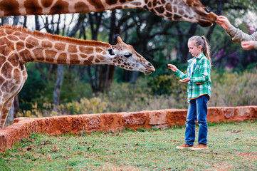 Wall Mural - Cute little girl feeding giraffes in Africa