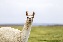 One Isolated Llama In The Altiplano