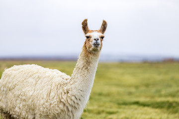 One white and brown llama in the Altiplano