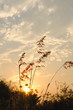 © gexphos - Silhouette of grass in sunset