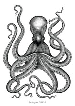 Octopus Hand Drawing Vintage Engraving Illustration On White Backgroud