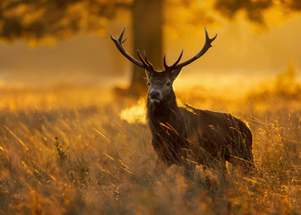 red deer at sunrise during the rutting season