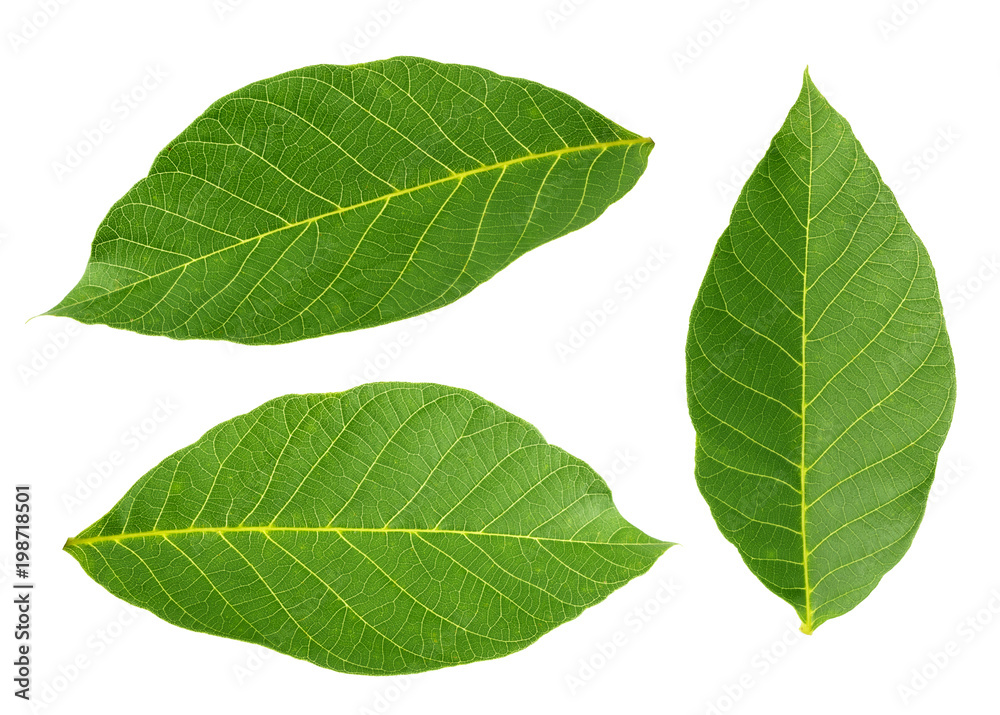 walnut leaves isolated on white background Stock Photo | Adobe Stock