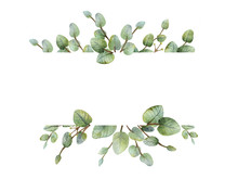 Watercolour Green Eucalyptus Banner On White Background.