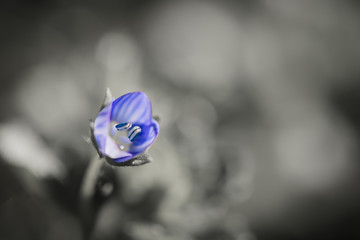 Wall Mural - macro close up of beautiful tiny purple flower in blurred background in selective color