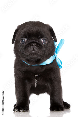 funny black pug pictures