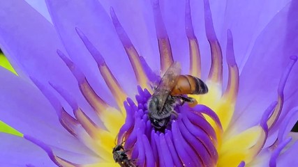 Wall Mural - Bee keep pollen of purple lotus blooming in pond. natural background.
