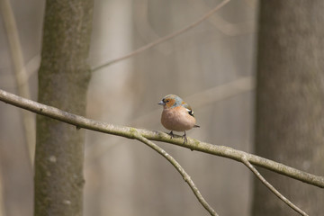 Wall Mural - A male chaffinch is sitting on a branch with fluffed plumage on it