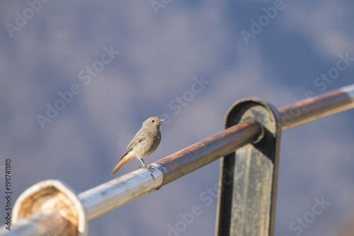 Black redstart Phoenicurus ochruros on an handrail Poster