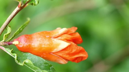 Wall Mural - Flowers Or Trumpet vine Flower