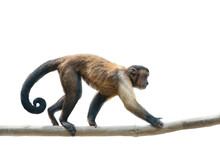 Black-capped Capuchin Isolated