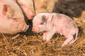 Little piggy in farm