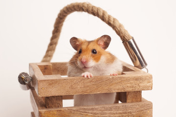 Syrian hamster on a white background
