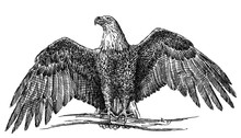Black And White Engrave Isolated Eagle Illustration