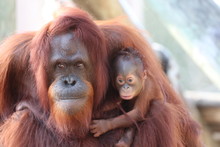 Mother And Baby Orangutan / Primate Ape 
