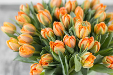 Tulips Of Orange Color. Big Buds Of Multicoloured Tulips. Floral Natural Backdrop. Bicolour Tulips Filled Picture. Unusual Flowers, Unlike The Others. Shallow Focus.