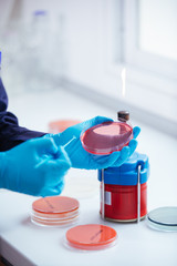 Wall Mural - cultivation with inoculation loop of a petri dish by hand of scientist in the laboratory
