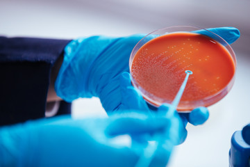 Wall Mural - cultivation with inoculation loop of a petri dish by hand of scientist in the laboratory