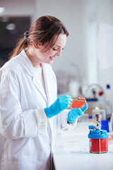 Wall Mural - cultivation with inoculation loop of a petri dish by scientist in the laboratory