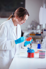 Wall Mural - cultivation with inoculation loop of a petri dish by scientist in the laboratory