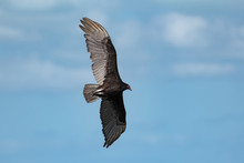 Turkey Vulture (Cathartes Aura) In Flight Over The Gulf Of Mexico
