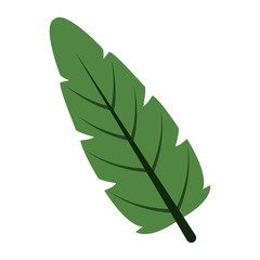  Leaf eco symbol vector illustration graphic design