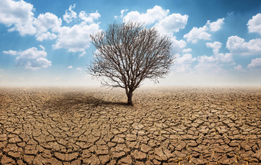 Poster - Dry cracked land with dead tree and sky in background a concept of global warming