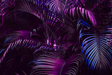 Vivid Purple Palm Leaves Pattern.  Blue Gradient Colored Filter. Creative Layout, Toned, Horizontal