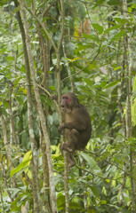 Wall Mural -  stump-tailed macaque