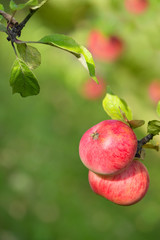 Wall Mural - sweet apples ripening on a tree branch. natural green background with copy space.