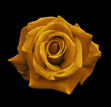 Velvet Orange Rose On The Black Isolated Background With Clipping Path.  No Shadows. Closeup. For Design, Texture, Borders, Frame, Background.  Nature.