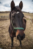 Fototapeta Konie - Pferd auf der Koppel