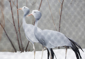 Sticker - Африканская красавка, или райский журавль, или журавль Стэнли.  Stanley’s crane.