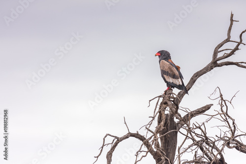 Fotografía ein Gaukler, Schlangenadler, Terathopius ecaudatus, sitzt auf einem Baum, Kalaha