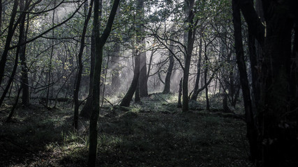 Morning in the forrest with some nice light effects