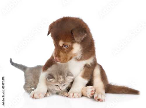 Red Siberian Husky Puppy Hugging Cute Kitten Isolated On White